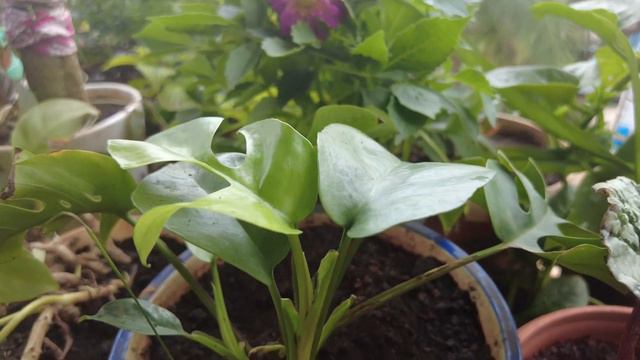 How To Get Your Monstera To Thrive: Beginner Tips For The Swiss Cheese Plant смотреть онлайн
