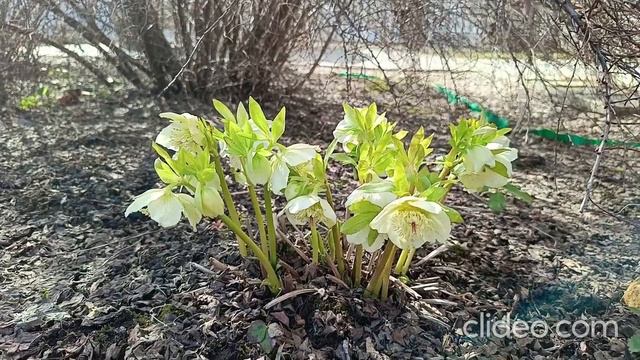 Первые весенние цветы смотреть онлайн
