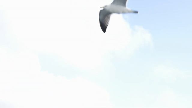 Полет чайки смотреть онлайн