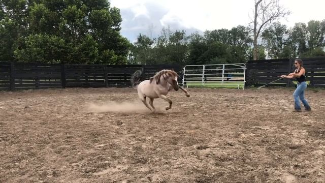 90 Days with a Wild Mustang | Denali’s Journey смотреть онлайн