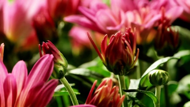 Випускний 4-клас (Выпускной 4 клас) 