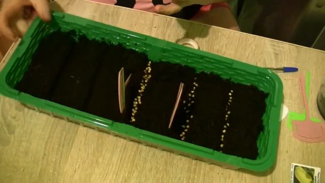 Посадка семян болгарского перца! смотреть онлайн