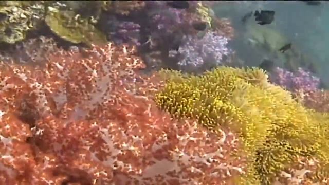 SOFT CORAL 23 01 MIXED COLORS (29 sec) смотреть онлайн