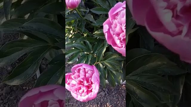 Люблю Июнь - когда цветут Пионы смотреть онлайн