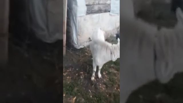 Козел даёт молоко смотреть онлайн