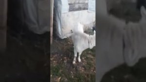 Козел даёт молоко