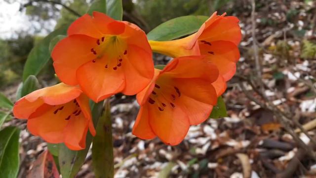 杜鹃/金童玉女Rhododendron 'Golden Girl смотреть онлайн
