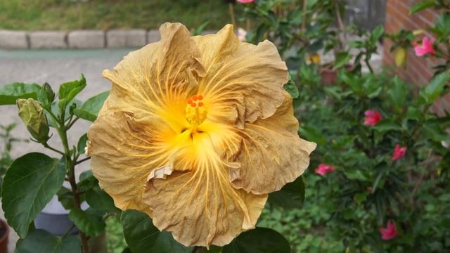 My Hibiscus Seedling:Chris Golden Eye