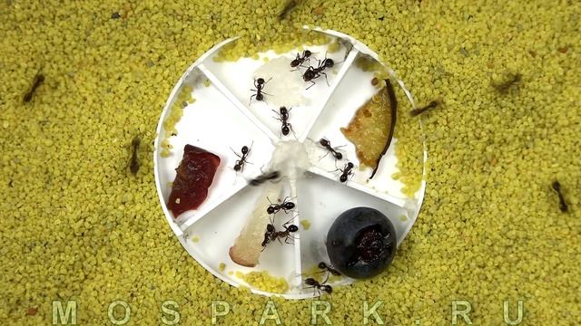 Муравьиная ферма - Муравьи едят ягоды - Дегустация смотреть онлайн