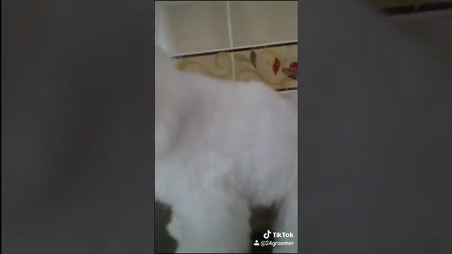 Первая стрижка мальтезе смотреть онлайн