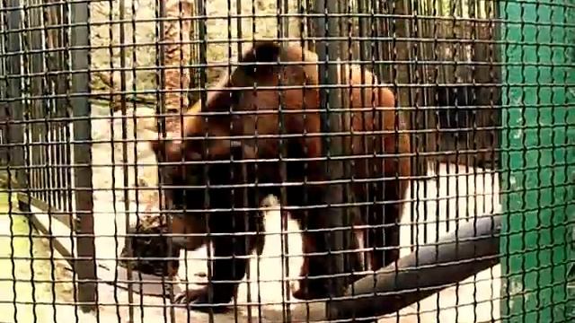 Медвежья зарядка смотреть онлайн