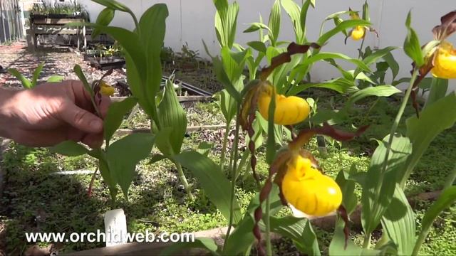 OrchidWeb - Cypripedium parviflorum var. pubescens смотреть онлайн