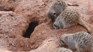 Сурикаты - забавные, но очень отважные и осторожные зверьки!