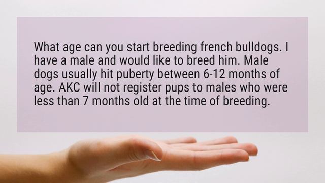 What age can a male French bulldog breed? смотреть онлайн