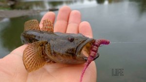 Как ловить ротана в мае?