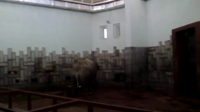 Слониха Даша смотреть онлайн