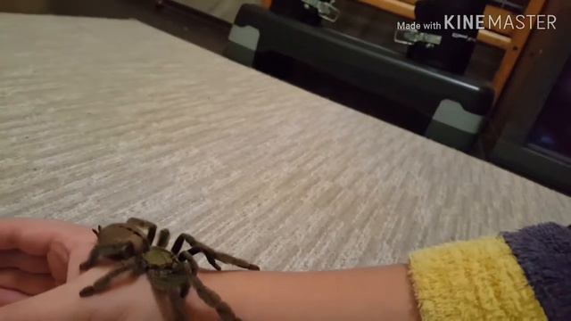 Содержание psalmopeus cambridgei смотреть онлайн