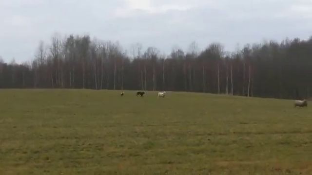 Волчьи законы действуют и в стаде баранов. смотреть онлайн