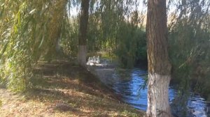 Первый раз вывел гусей на волю где просторы и много воды