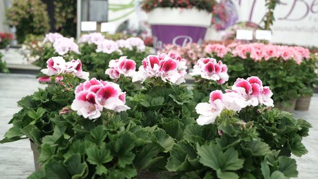 Pelargonium Grandiflorum Elegance Bravo - Garden Plant with Flowers in spectacular Colours смотреть онлайн