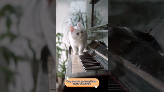 facts about cats смотреть онлайн