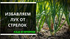 Как избавить лук от стрелок  Опытные садоводы раскрывают секреты