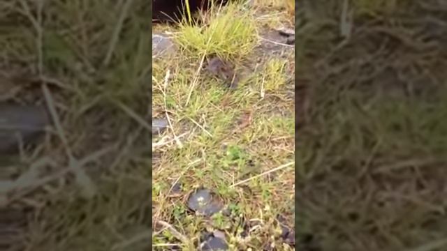 Mouse attack cat смотреть онлайн