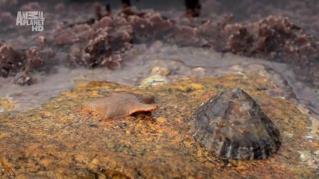 Дикая Франция 6 серия. Между скалой и океаном смотреть онлайн