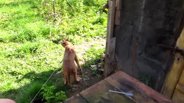 Каракал на прогулке. ( Caracal For A Walk ) Www.diamantardent.com