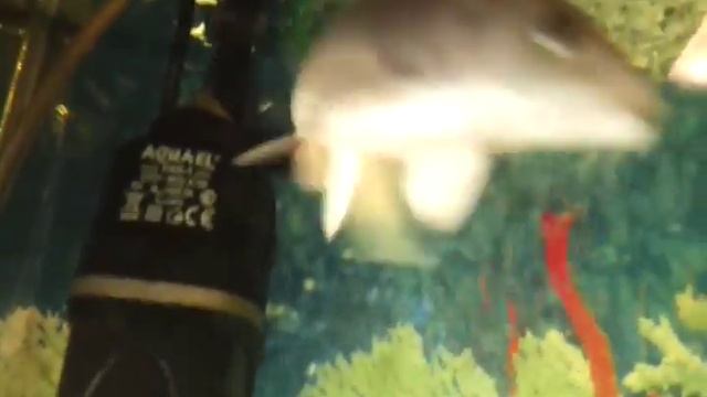 Карпы Кои в аквариуме смотреть онлайн