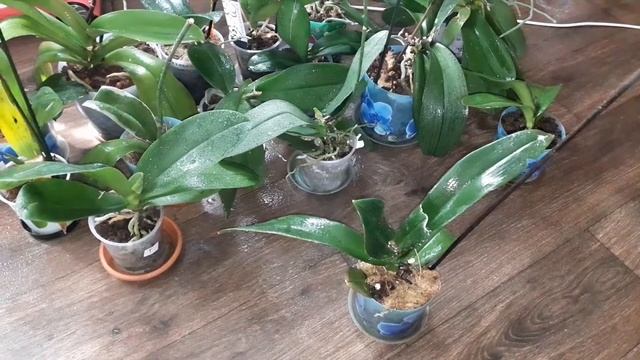 Мучнистый клещ на Орхидеи смотреть онлайн