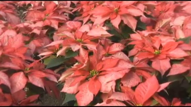 Digging with Doug: Choosing and caring for poinsettias смотреть онлайн