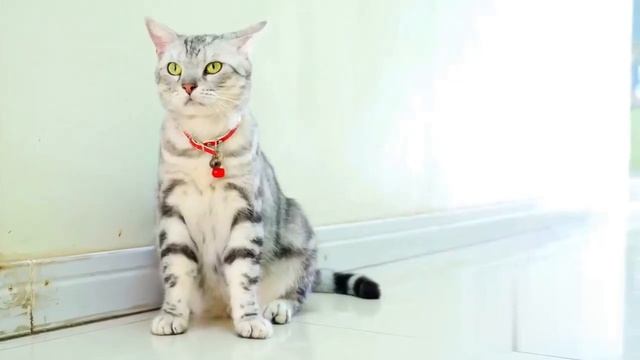 Звук для вызова кошек - звук для привлечения кошек смотреть онлайн