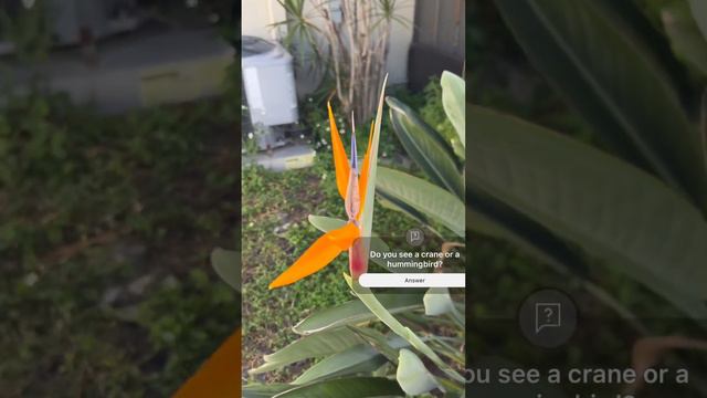 Bird of paradise #plants #flower #birdofparadise #colorful #hummingbird #crane #puertoricans #hair