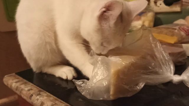 Стëпка- СЫРОЕЖКА ?? Нюх как у собаки, а глаз как у орла ? смотреть онлайн