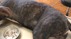 Пес Джуниор.Удаление личинок.Ветклиника в Гамбии