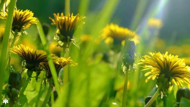 Нежная музыка, успокаивает нервную систему и радует душу ? лечебная музыка для сердца и сосудов смотреть онлайн