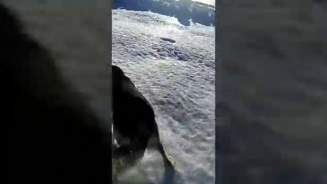 Прогулка с собакой смотреть онлайн