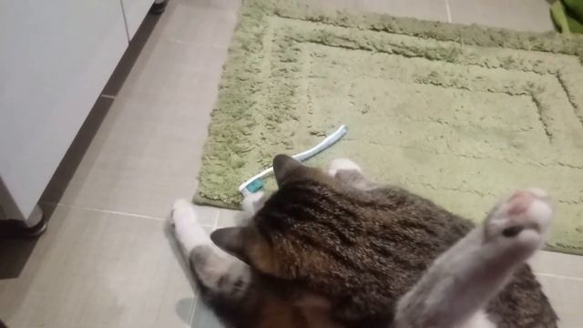 Кот пытается почистить зубы смотреть онлайн