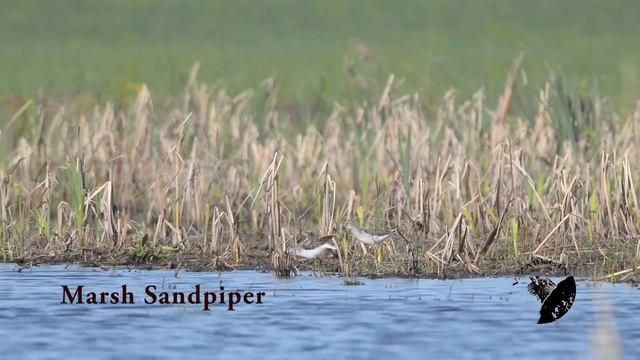 Birds of Russia 3 смотреть онлайн