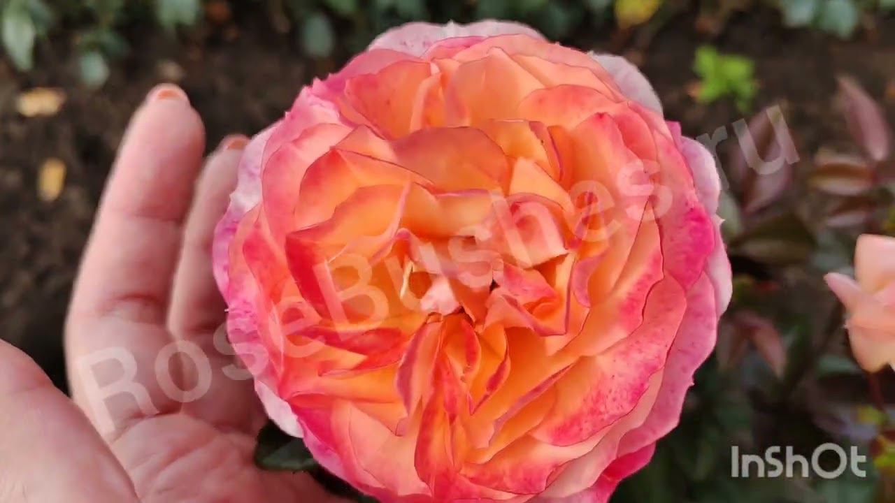 ЛПХ РОЗЫ БУШЕС смотреть онлайн