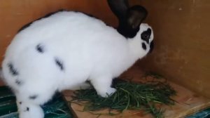 Обзор Строкачей.Кроли породы Немецкий великан Строкач.Самец и Самка строкачи.