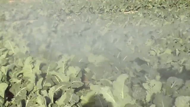 ATOMIZADOR SUSPENDIDO PARA HORTALIZAS Y VERDURAS смотреть онлайн