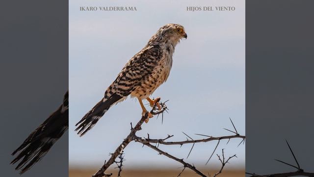 Otro Pájaro смотреть онлайн