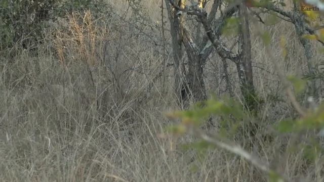 WildEarth - Sunset Safari - 24 May 2020 смотреть онлайн