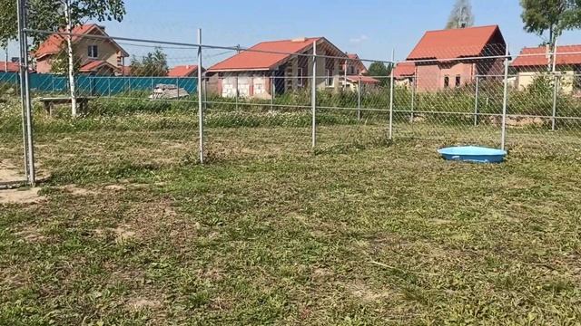 Цвергпинчер Зара, гуляет на солнышке, пока малыши дома спят. Деткам на этот момент было недели 2))) смотреть онлайн