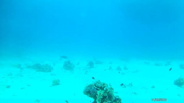 Египет. Шарм-эш-Шейх. Дайвинг ч3 смотреть онлайн