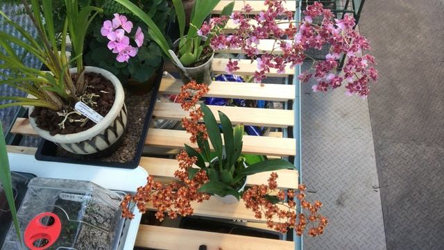 ONCIDIUM TWINKLE CARE смотреть онлайн