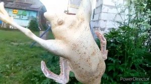Забой муларда