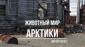 Животный мир Арктики. Карское море. Бухта Эклипс, бухта Макарова, остров Белуха